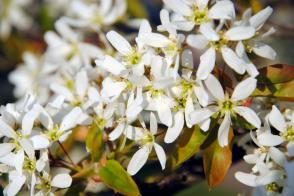 Amelanchier muchovník Lamarckův