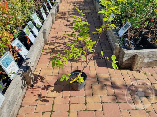 Amelanchier muchovník Lamarckův