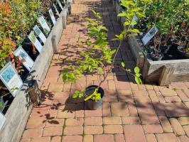 Amelanchier muchovník Lamarckův