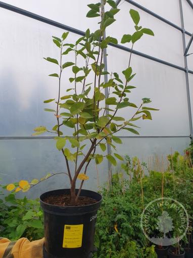 Amelanchier muchovník Lamarckův