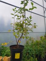 Amelanchier muchovník Lamarckův
