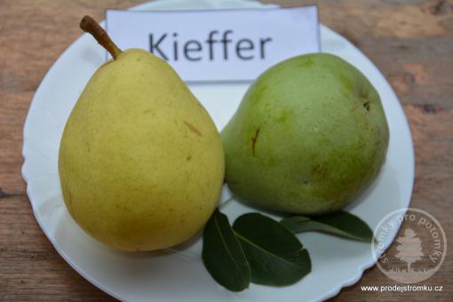 Hrušeň Kieffer (podnož Kdoule, kontejner)