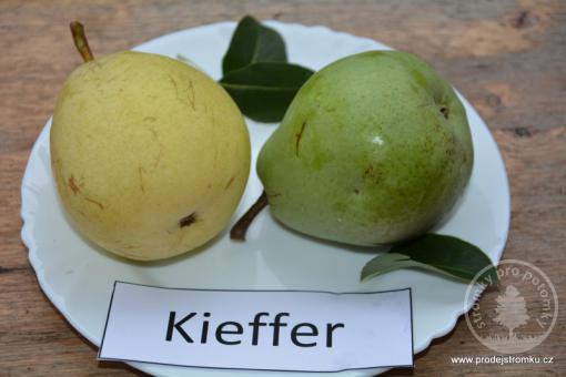 Kieffer hrušeň podnož Kdoule kontejner