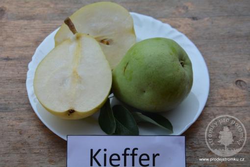 Kieffer hrušeň podnož Kdoule kontejner