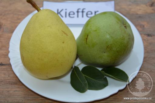Kieffer hrušeň podnož Kdoule kontejner
