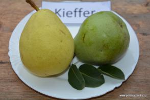 Kieffer hrušeň podnož Kdoule kontejner