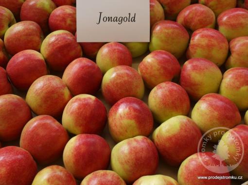 Jonagold jabloň podnož M9