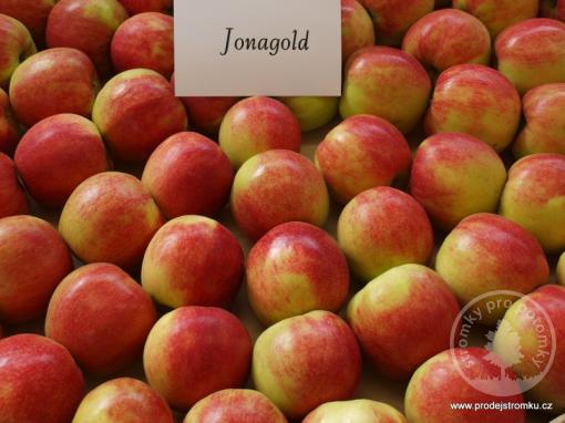 Jabloň Jonagold (podnož MM106)