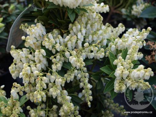 Pieris japonský Debutante