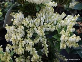 Pieris japonský Debutante