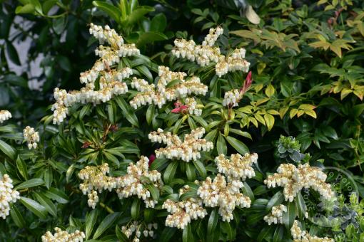 Pieris japonský Debutante