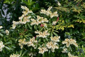 Pieris japonský Debutante
