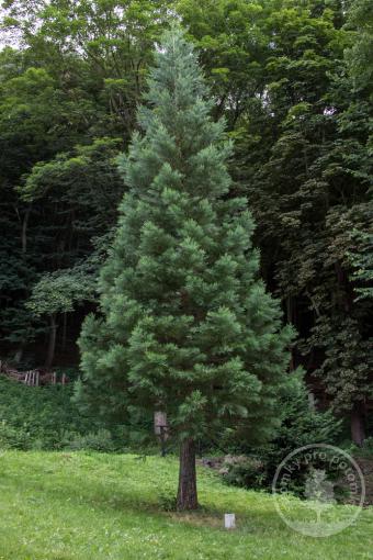 Sekvojovec obrovský Glauca