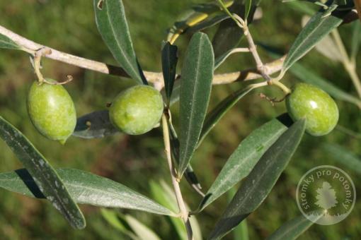 Mrazuvzdorná oliva Chalkidiki