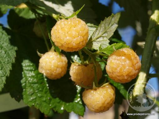 Porana Rosa malina