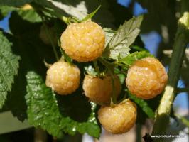 Porana Rosa malina