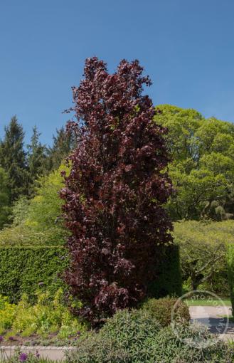 Buk lesní Dawyck Purple