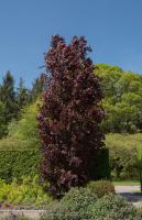 Buk lesní Dawyck Purple