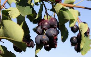 Amelanchier alnifolia muchovník Smoky