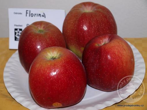 Jabloň Florina (podnož M26, kontejner)