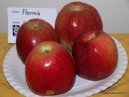 Jabloň Florina (podnož M26, kontejner)