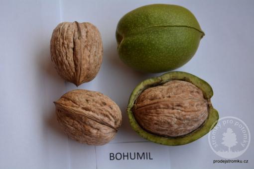 Ořešák Bohumil (podnož semenáč)