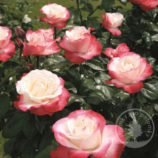 Nostalgie Velkokvětá růže - čajohybrid