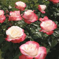Nostalgie Velkokvětá růže - čajohybrid