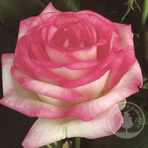 Růže velkokvětá čajohybrid Biedermeier Garden