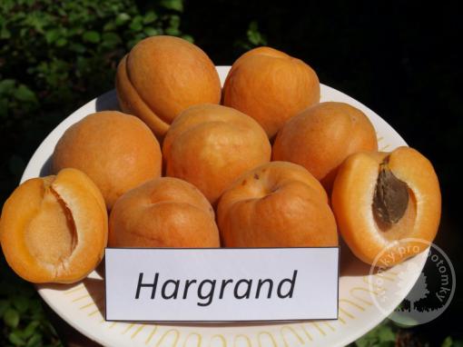 Hargrand meruňka podnož Zelená ryngle čtvrtkmen