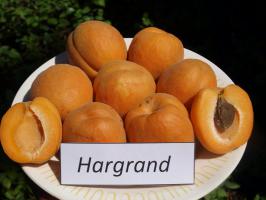Hargrand meruňka podnož Zelená ryngle čtvrtkmen