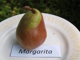Hrušeň Margarita (podnož Kawkazská)