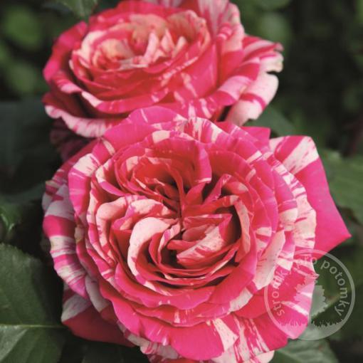 Best Impressions velkokvětá růže čajohybrid