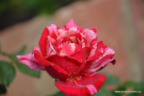 Best Impressions velkokvětá růže čajohybrid