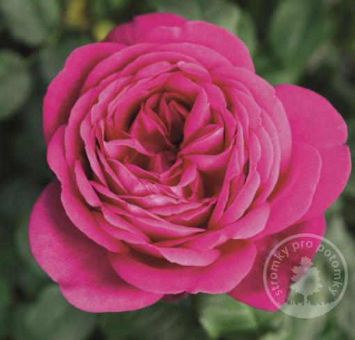 Růže velkokvětá čajohybrid Johann Wolfgang Goethe