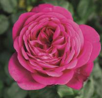 Johann Wolfagang Goethe velkokvětá růže čajohybrid
