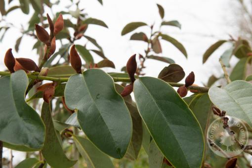 Magnolie stálezelená Fairy Blush