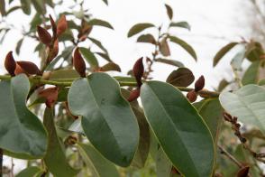 Magnolie stálezelená Fairy Blush