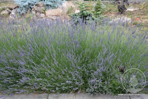 Levandule prostřední Dutch - Pravá provencálská levandule