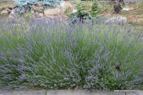 Levandule prostřední Dutch - Pravá provencálská levandule