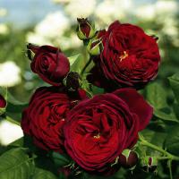 Astrid von Hardenberg sadová růže