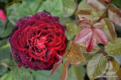 Astrid von Hardenberg sadová růže
