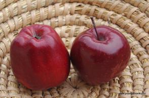 Jabloň Red Cap (podnož M26)