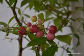 Pink Lemonade růžová borůvka