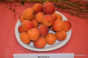 Meruňka Betinka (podnož Zelená ryngle)