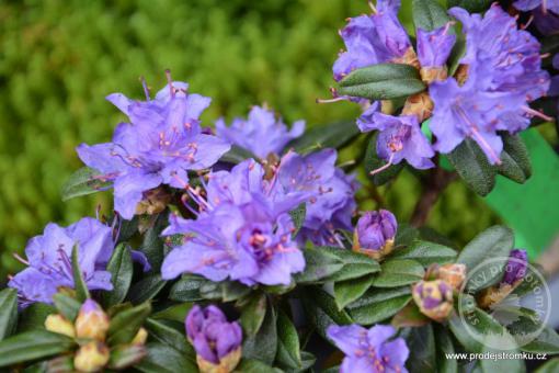 Rhododendron skalkový Blue Tit
