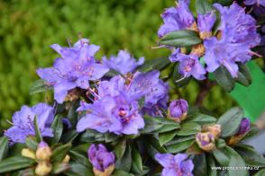 Rhododendron skalkový Blue Tit