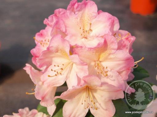 Rhododendron jakušimský Percy Wiseman