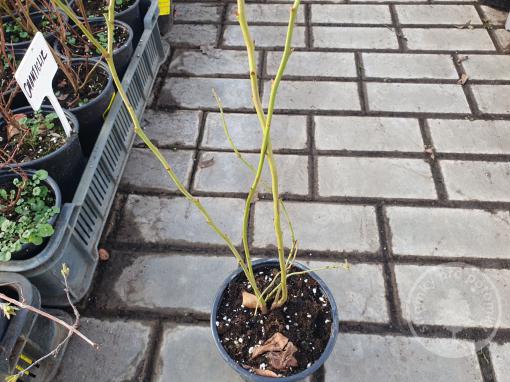 Denisa Blue borůvka