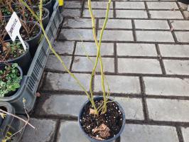 Denisa Blue borůvka